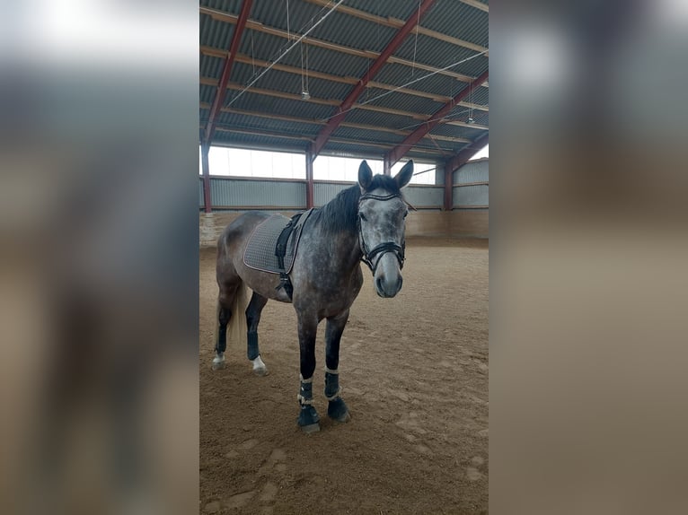 Mecklenburg Warmblood Gelding 6 years 17,1 hh Grey-Red-Tan in Hamburg
