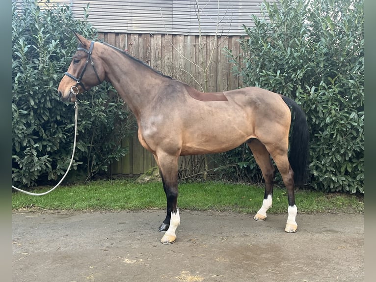 Mecklenburg Warmblood Gelding 6 years 17,2 hh Brown in Lüdersdorf