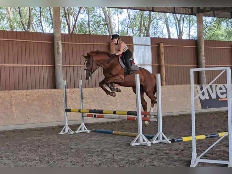 Mecklenburg Warmblood Gelding 6 years 17 hh Chestnut-Red in Schattendorf