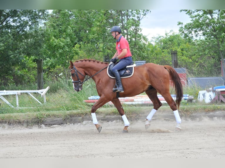 Mecklenburg Warmblood Gelding 6 years 17 hh Chestnut-Red in Schattendorf