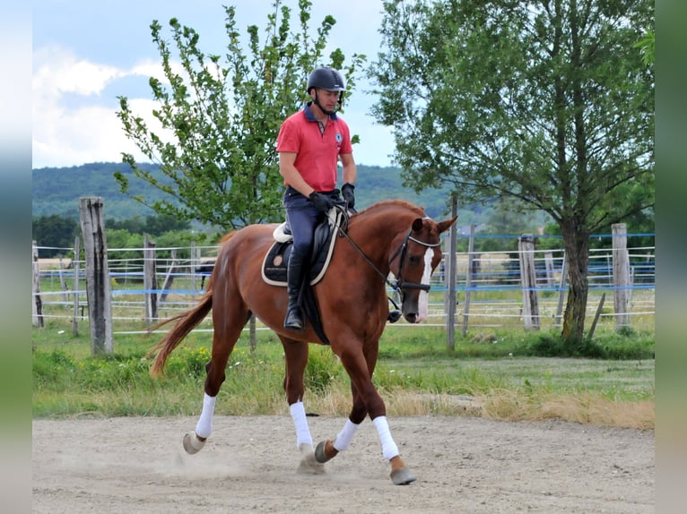 Mecklenburg Warmblood Gelding 6 years 17 hh Chestnut-Red in Schattendorf