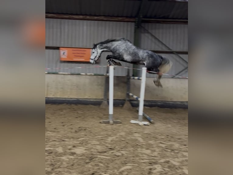 Mecklenburg Warmblood Gelding 6 years 17,1 hh Grey in Bad Köstritz