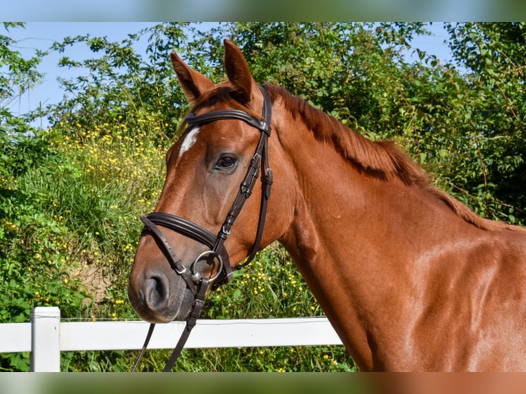Mecklenburg Warmblood Gelding 6 years  in Seebad Bansin
