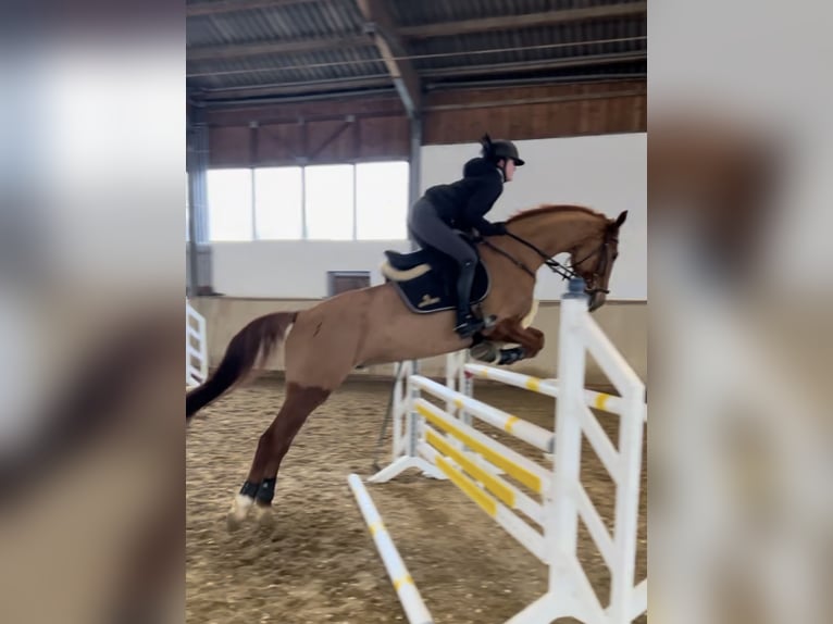 Mecklenburg Warmblood Gelding 7 years 16,1 hh Chestnut-Red in Ebreichsdorf