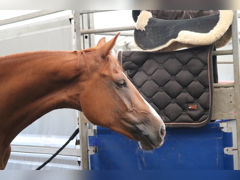 Mecklenburg Warmblood Gelding 7 years 16,1 hh Chestnut-Red in Ebreichsdorf