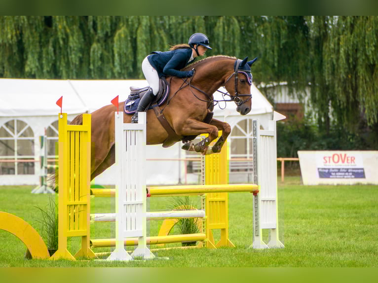 Mecklenburg Warmblood Gelding 7 years 16.1 hh Chestnut in Insel Poel