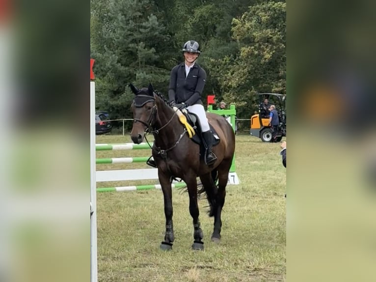 Mecklenburg Warmblood Gelding 7 years 16.3 hh Smoky-Black in Fehrbellin