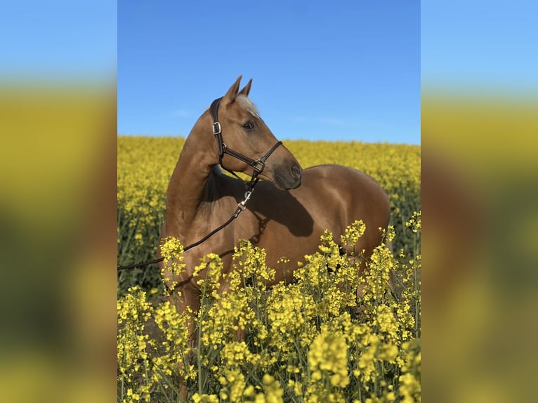 Mecklenburg Warmblood Gelding 7 years 16 hh Palomino in Upahl