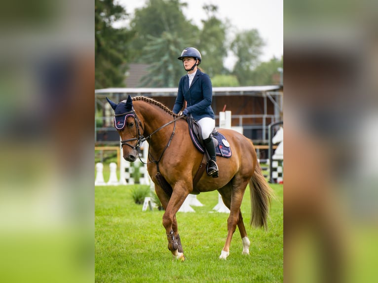 Mecklenburg Warmblood Gelding 7 years 16,1 hh Chestnut in Insel Poel