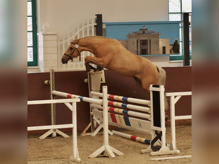 Mecklenburg Warmblood Gelding 7 years 16,2 hh Palomino in Landsberg am Lech