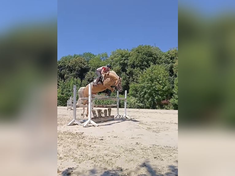 Mecklenburg Warmblood Gelding 7 years 16,2 hh Palomino in Landsberg am Lech