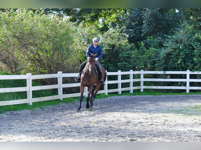 Mecklenburg Warmblood Gelding 7 years 17.1 hh Brown in Seebad Bansin