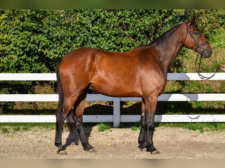 Mecklenburg Warmblood Gelding 7 years 17.1 hh Brown in Seebad Bansin