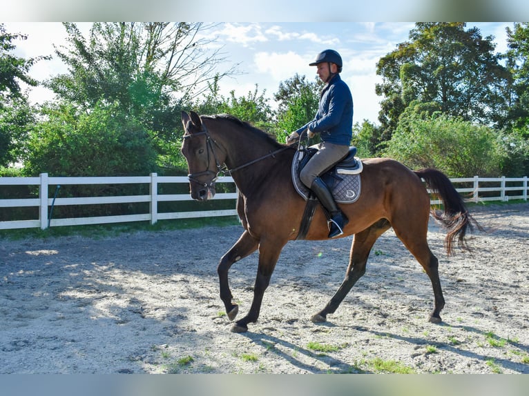 Mecklenburg Warmblood Gelding 7 years 17.1 hh Brown in Seebad Bansin
