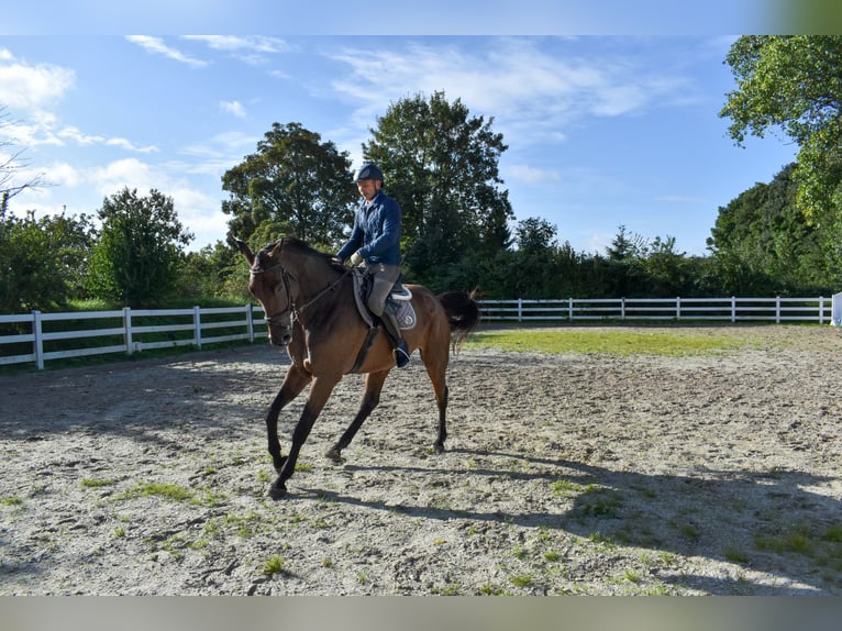Mecklenburg Warmblood Gelding 7 years 17.1 hh Brown in Seebad Bansin