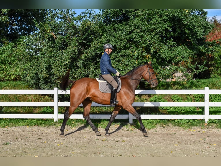 Mecklenburg Warmblood Gelding 7 years 17.1 hh Brown in Seebad Bansin