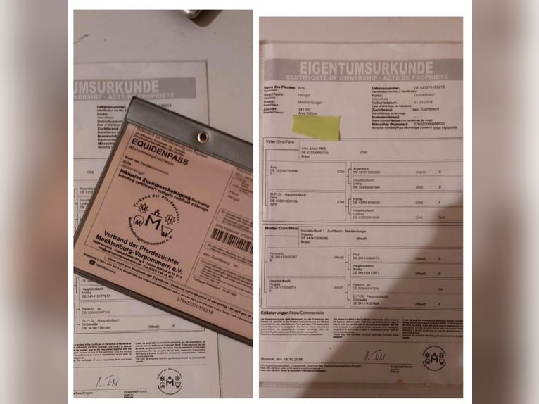 Mecklenburg Warmblood Gelding 7 years 17 hh Bay-Dark in Hagenow