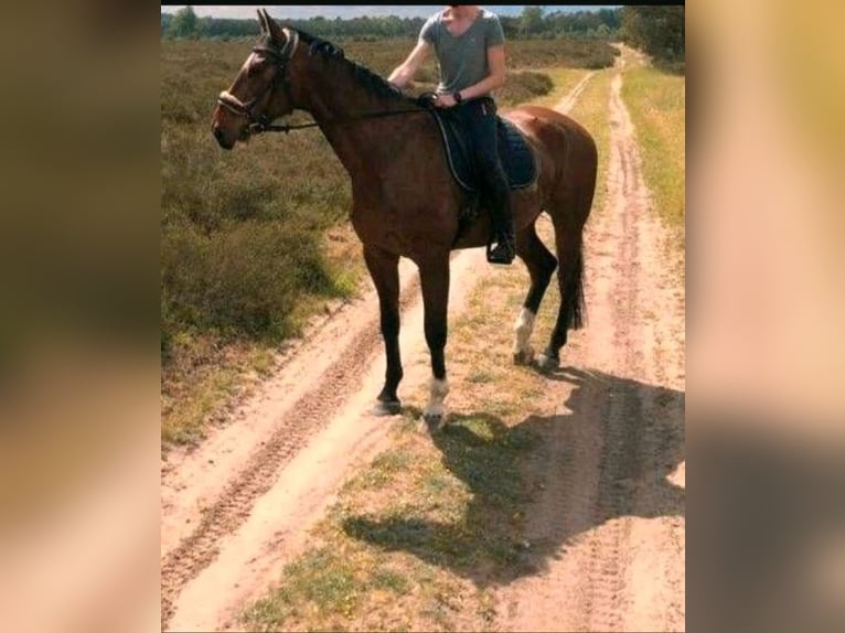 Mecklenburg Warmblood Gelding 7 years 17 hh Bay-Dark in Hagenow