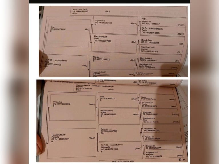 Mecklenburg Warmblood Gelding 7 years 17 hh Bay-Dark in Hagenow