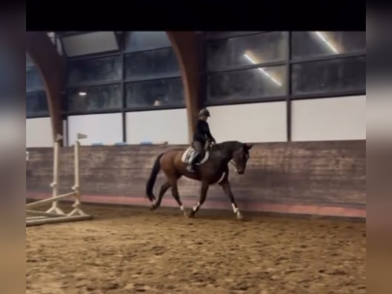 Mecklenburg Warmblood Gelding 7 years 17 hh Bay-Dark in Hagenow
