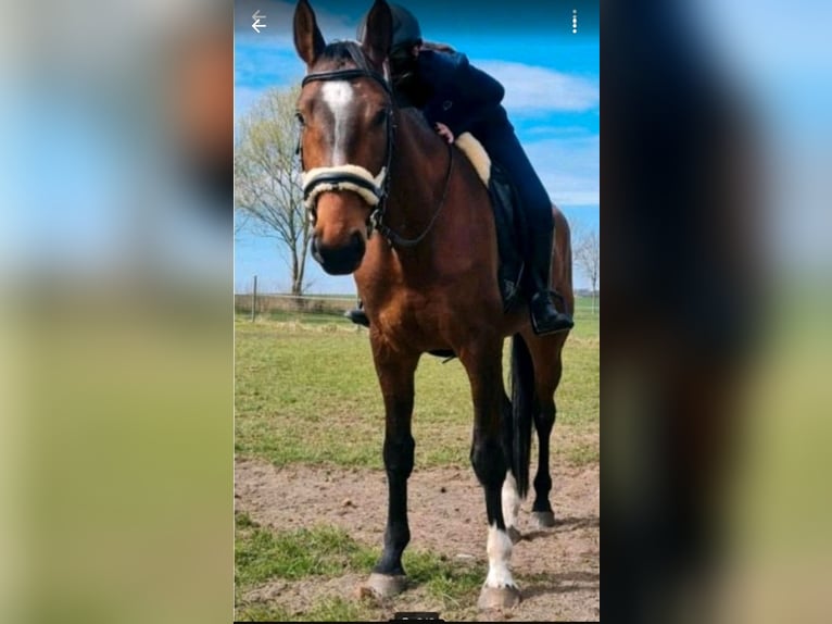 Mecklenburg Warmblood Gelding 7 years 17 hh Bay-Dark in Hagenow