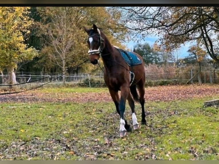 Mecklenburg Warmblood Gelding 7 years 17 hh Bay-Dark in Hagenow