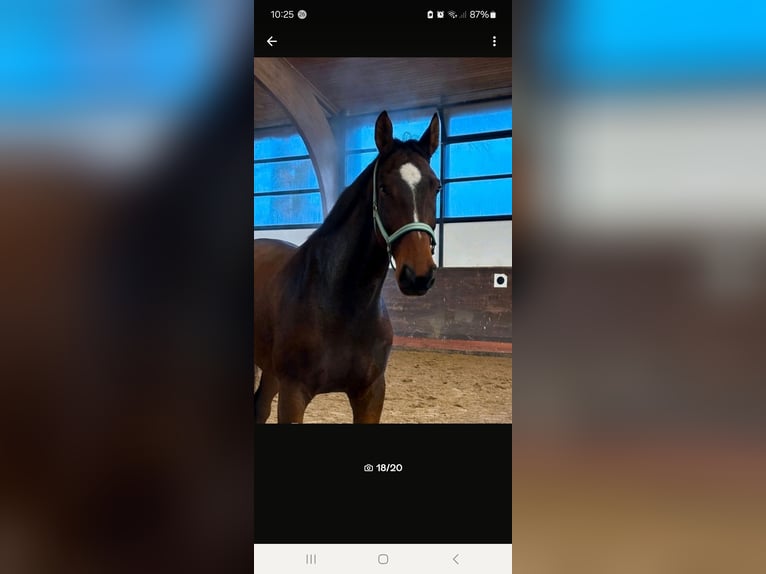 Mecklenburg Warmblood Gelding 7 years 17 hh Brown in Hagenow