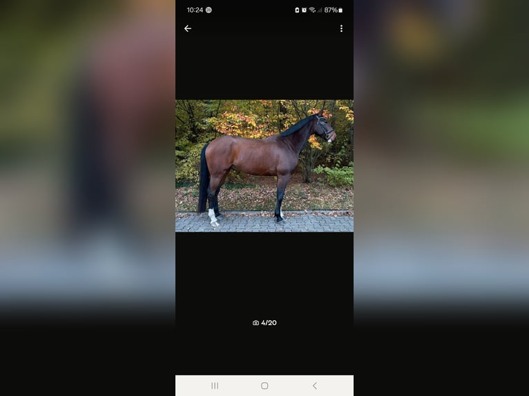 Mecklenburg Warmblood Gelding 7 years 17 hh Brown in Hagenow