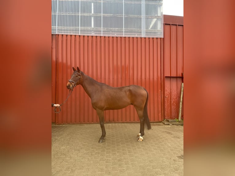 Mecklenburg Warmblood Gelding 7 years 17 hh Brown in Weisweil
