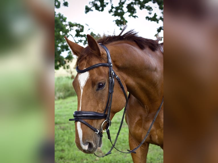 Mecklenburg Warmblood Gelding 7 years 17 hh Chestnut in Greifswald