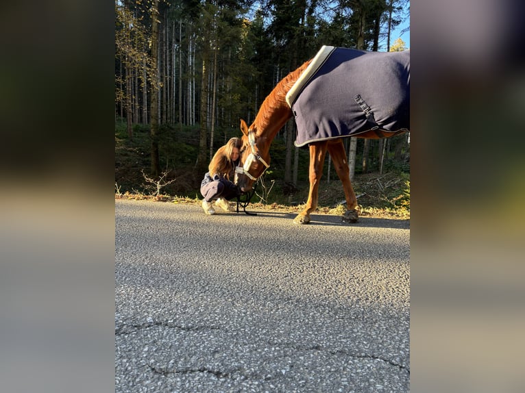 Mecklenburg Warmblood Gelding 7 years 17 hh Chestnut-Red in St. Margarethen an der Raab