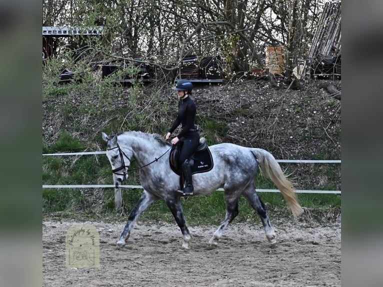 Mecklenburg Warmblood Gelding 7 years 17 hh Grey in Solingen