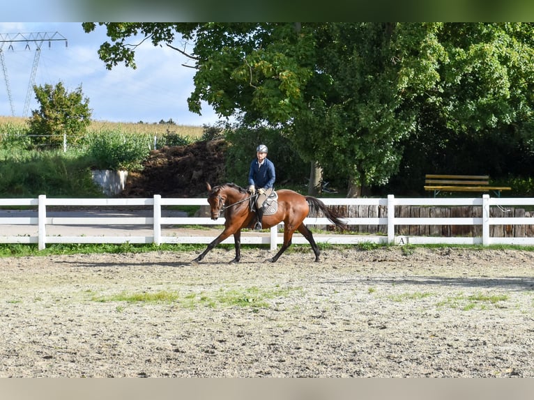Mecklenburg Warmblood Gelding 7 years 17,1 hh Brown in Seebad Bansin
