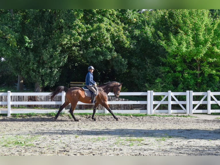 Mecklenburg Warmblood Gelding 7 years 17,1 hh Brown in Seebad Bansin