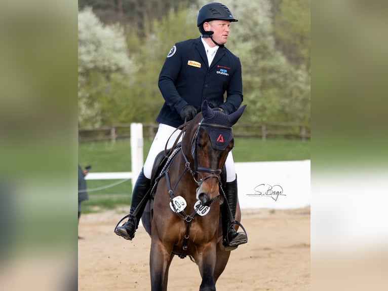 Mecklenburg Warmblood Gelding 8 years 16,1 hh Bay-Dark in Weitendorf