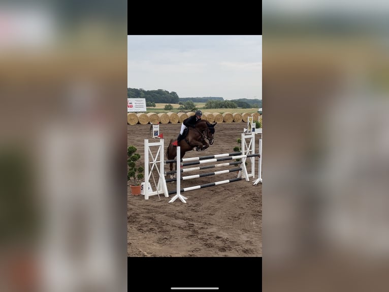 Mecklenburg Warmblood Gelding 8 years 16,1 hh Chestnut in Petersberg