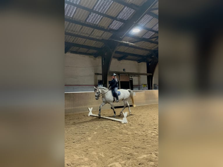 Mecklenburg Warmblood Gelding 8 years 16,1 hh Gray in Nortorf