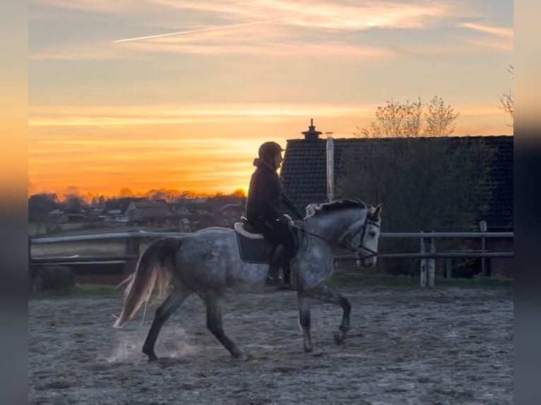 Mecklenburg Warmblood Gelding 8 years 16,1 hh Gray in Nortorf