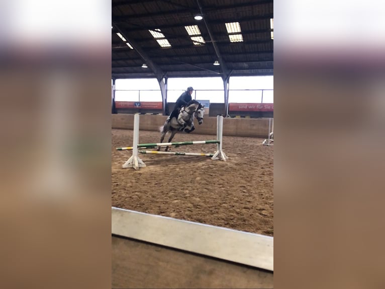 Mecklenburg Warmblood Gelding 8 years 16,1 hh Gray in Nortorf