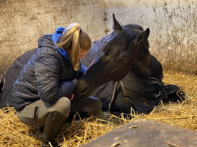 Mecklenburg Warmblood Gelding 8 years 16,2 hh Black in Eiterfeld