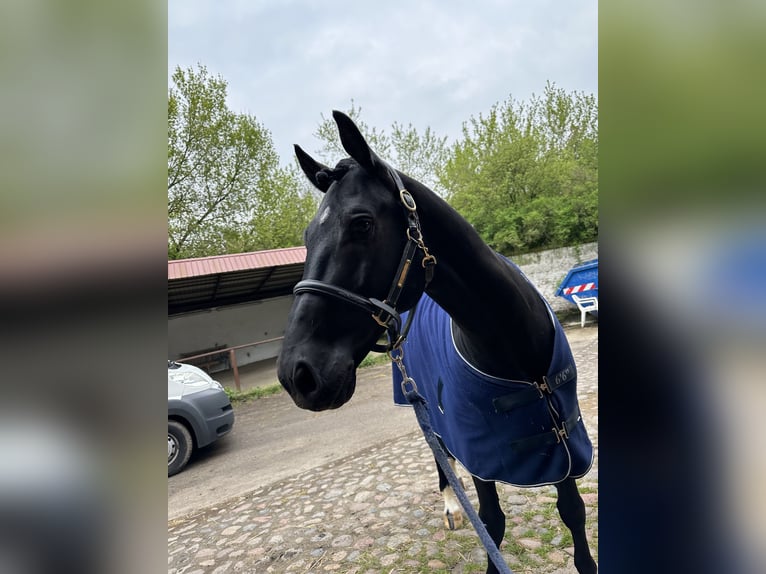 Mecklenburg Warmblood Gelding 8 years 16,2 hh Black in Eiterfeld