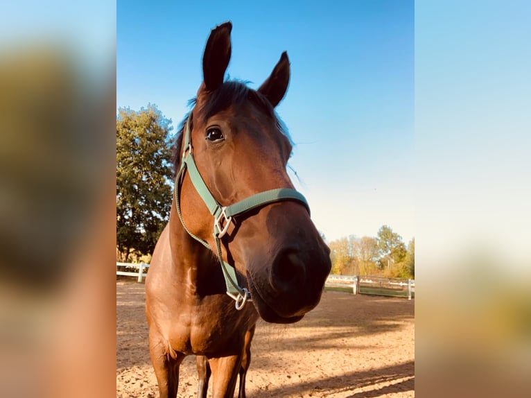 Mecklenburg Warmblood Gelding 8 years 16 hh Brown in HamminkelnHamminkeln