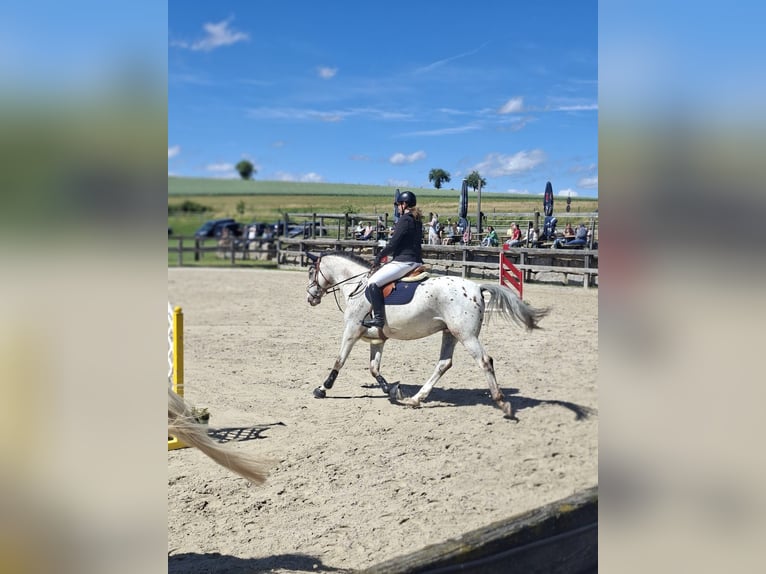 Mecklenburg Warmblood Mix Gelding 8 years 16 hh  in Miltenberg