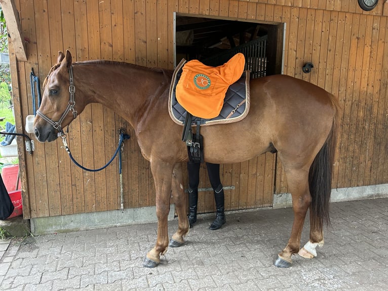 Mecklenburg Warmblood Gelding 8 years 16 hh Sorrel in Bleckede
