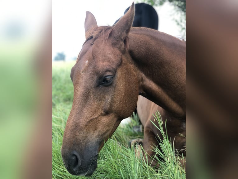 Mecklenburg Warmblood Gelding 8 years 16 hh Sorrel in Bleckede