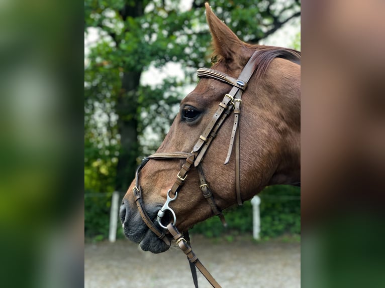 Mecklenburg Warmblood Gelding 8 years 16 hh Sorrel in Bleckede