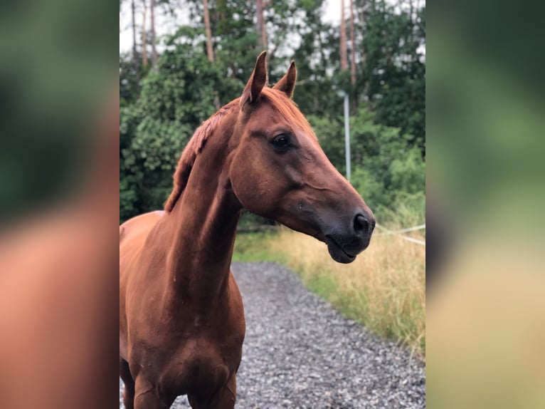 Mecklenburg Warmblood Gelding 8 years 16 hh Sorrel in Bleckede