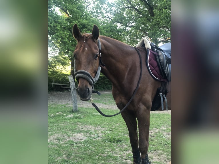 Mecklenburg Warmblood Gelding 8 years 16 hh Sorrel in Bleckede