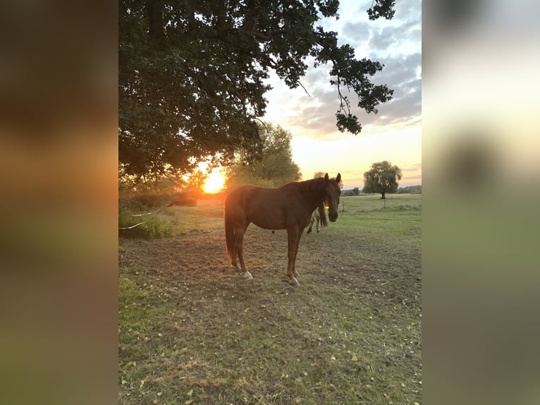 Mecklenburg Warmblood Gelding 8 years 16 hh Sorrel in Bleckede