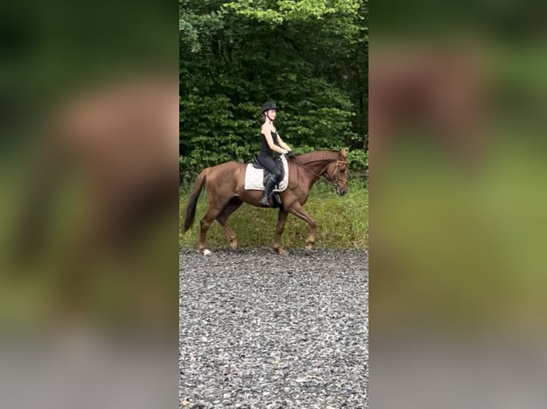 Mecklenburg Warmblood Gelding 8 years 16 hh Sorrel in Bleckede